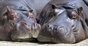 A detailed close-up of two hippos resting together, showcasing their distinctive features.