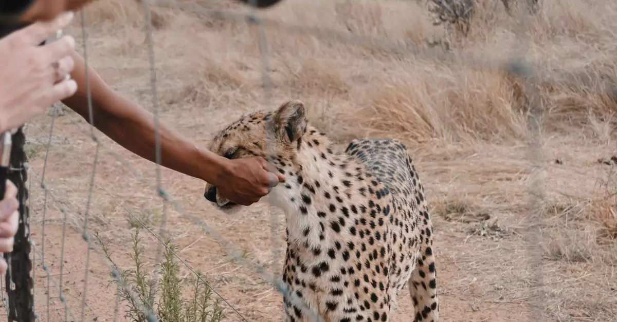 A cheetah in Namibia being petted through a fence in a wildlife reserve.