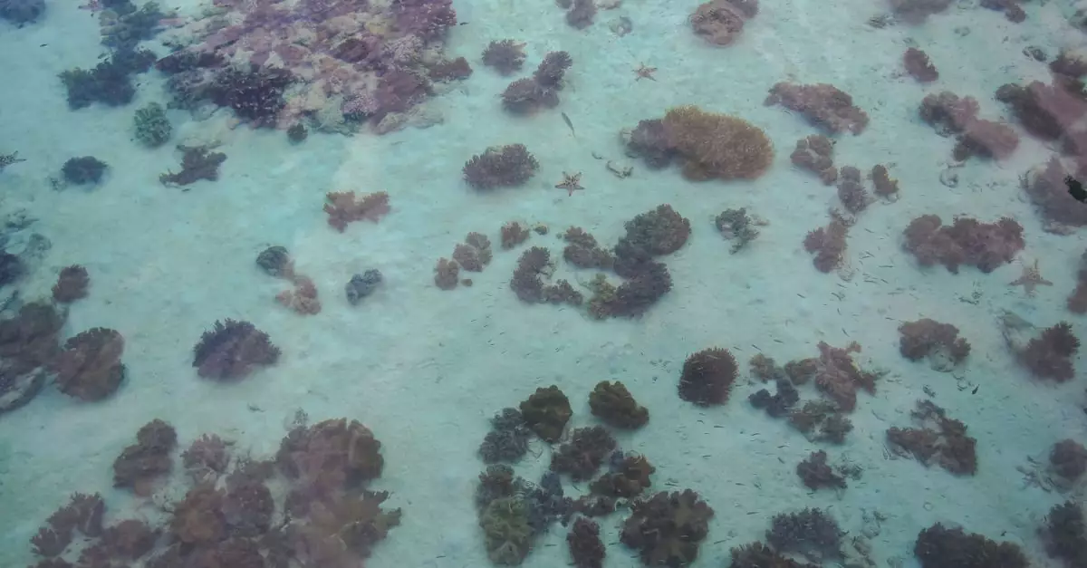 Stunning top view of diverse coral formations beneath the sea in Malaysia.