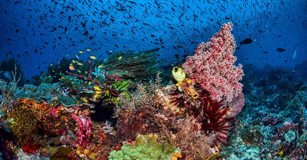 A mesmerizing underwater view of a coral reef bustling with colorful marine life and a school of fish in West Papua, Indonesia.
