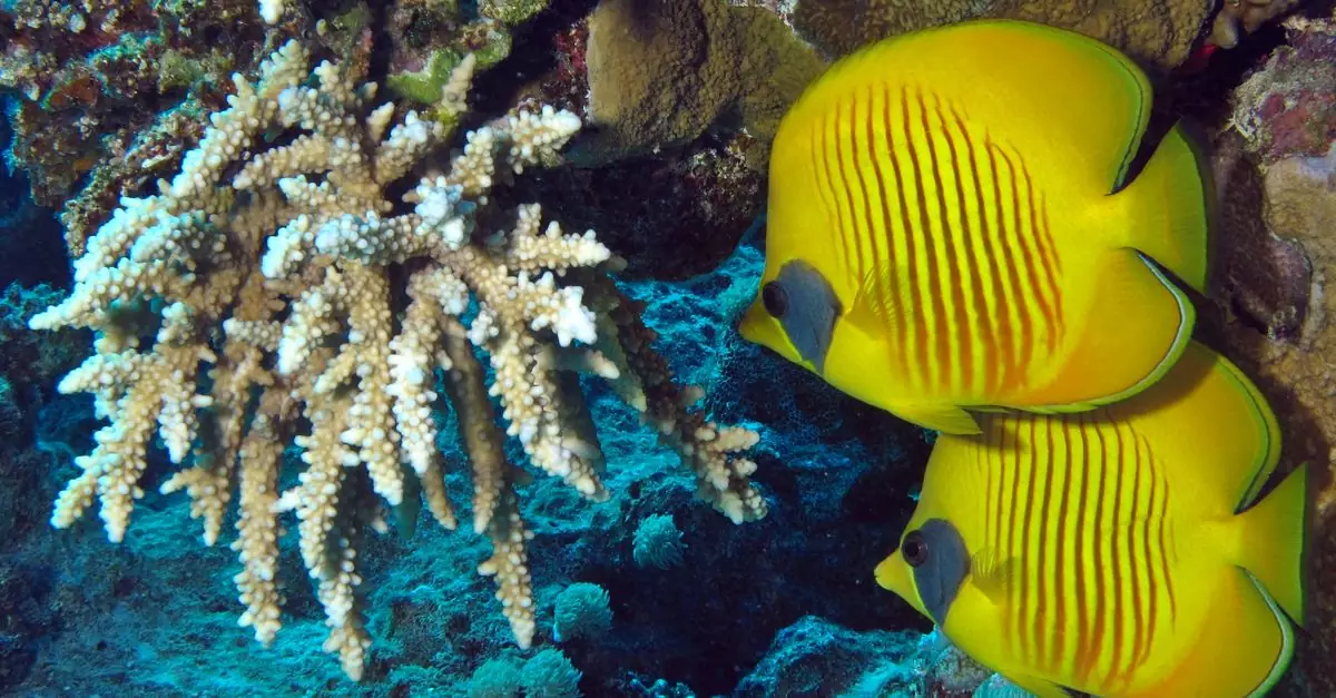 Two vibrant masked butterflyfish swim near coral reefs in Abu Dabab, Egypt's underwater paradise.