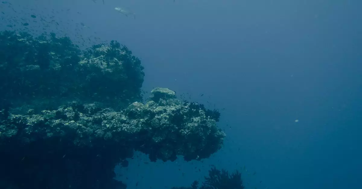 Explore the vibrant marine life and coral reef ecosystem underwater in the Maldives.