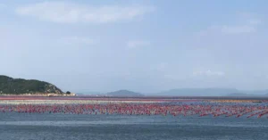 Colorful oyster farms stretching across the serene coastal waters, under a clear blue sky.