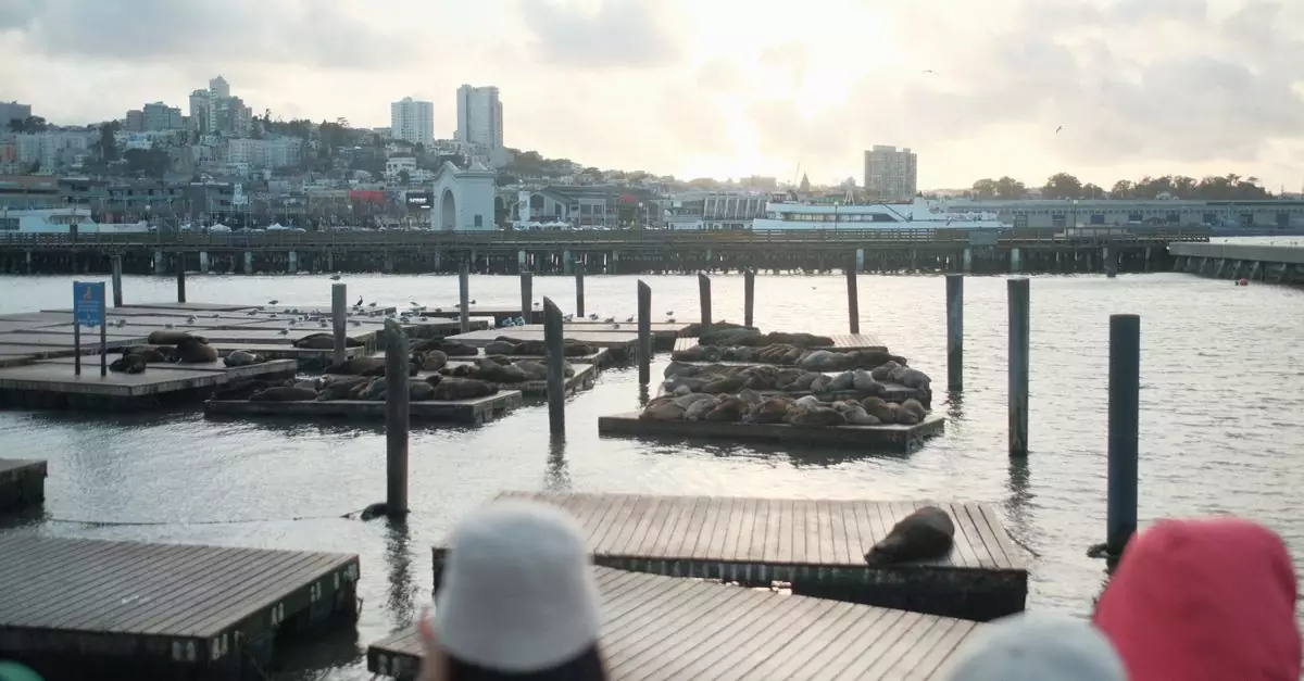 View of sea lions basking on docks at sunset in San Francisco with city skyline.