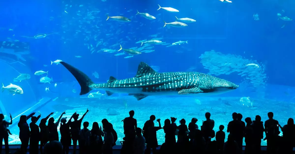 Silhouettes admire a whale shark at Okinawa's Churaumi Aquarium, Japan.