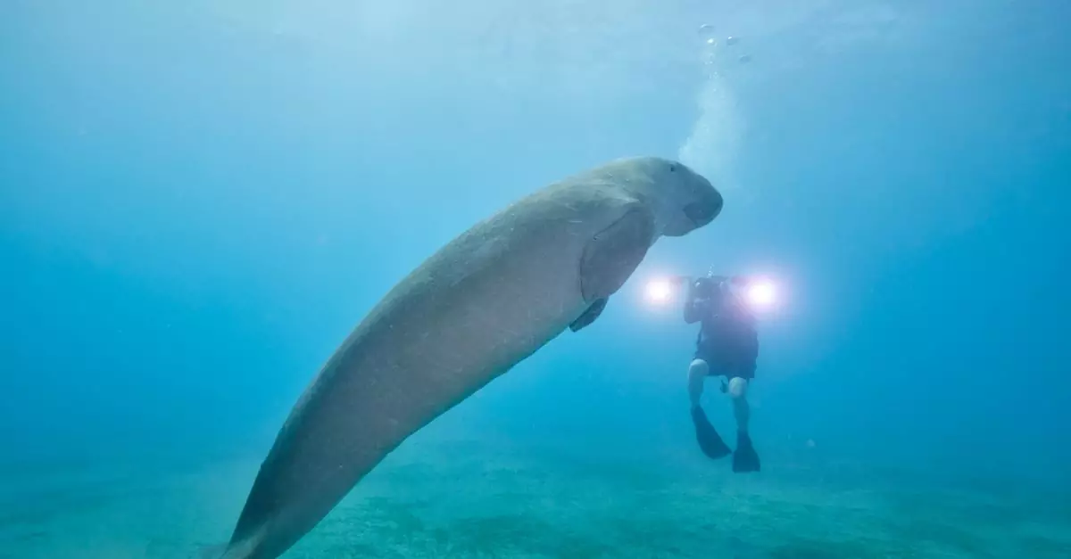 A diver captures stunning footage of a dugong swimming in crystal-clear waters.