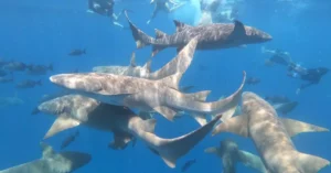 Exciting underwater scene featuring divers swimming among various sharks in clear blue waters.
