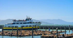 A ferry passes by sea lions basking on piers in the vibrant San Francisco Bay.