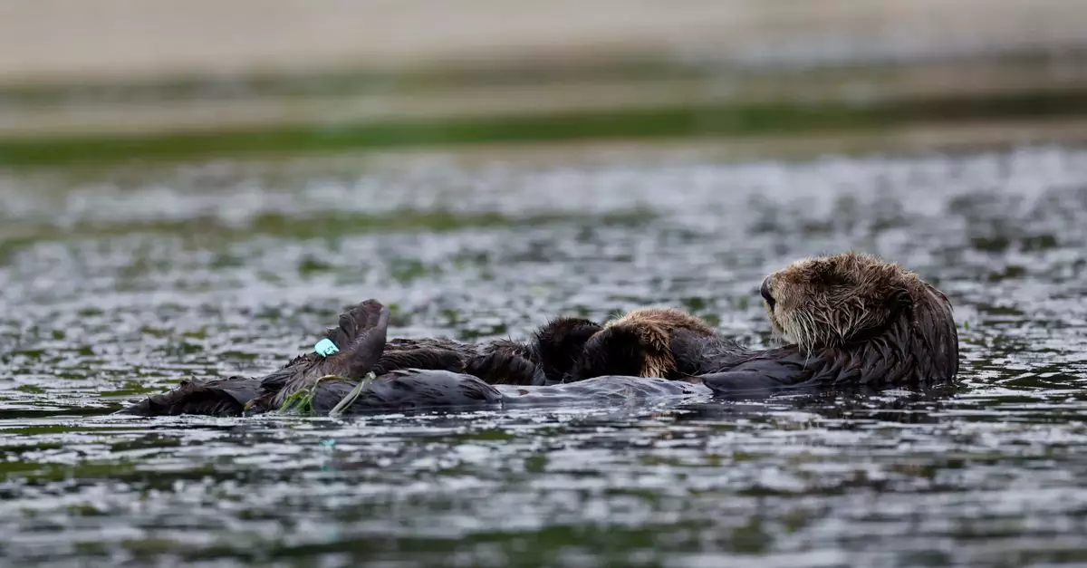 A serene scene of sea otters floating in Monterey Bay, California, showcasing their natural habitat.