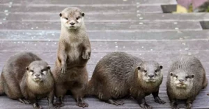 A group of four otters standing together on a wooden platform, showcasing playful behavior.