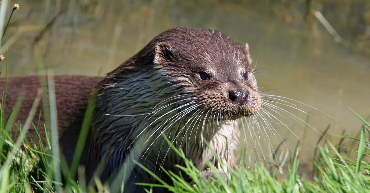 Wild otter resting near a pond, detailed close-up in natural habitat.