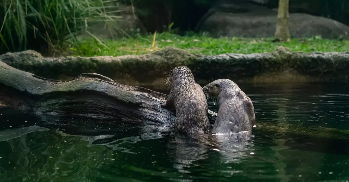 Two playful otters swimming and interacting in their lush natural habitat.