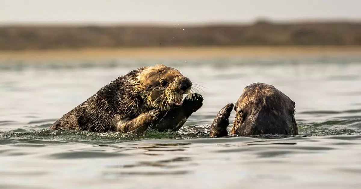 Two sea otters playing in calm coastal waters on a clear day.