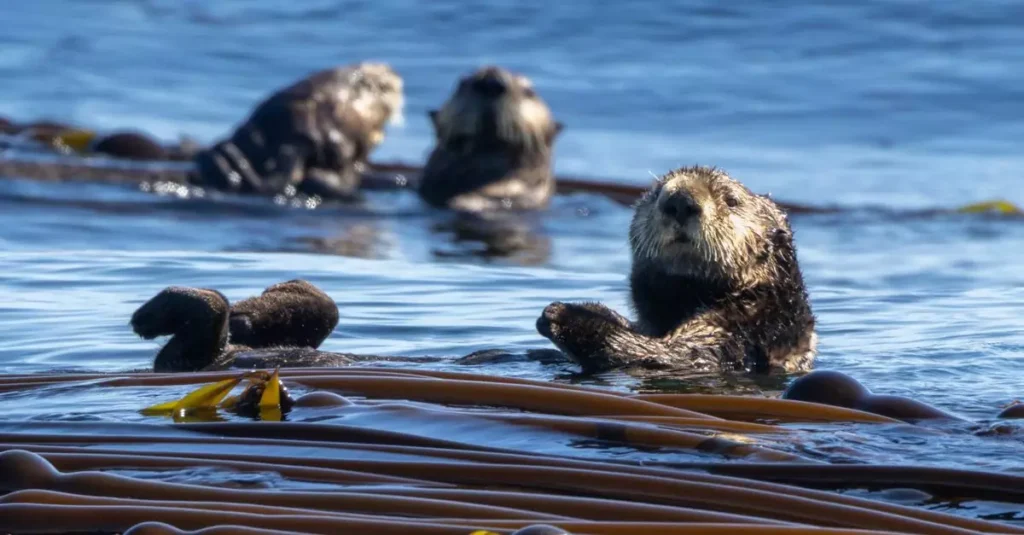 Best Places to See Sea Otters in North America 2 Explore the beauty of Tofino with playful sea otters floating in a sunlit kelp forest.