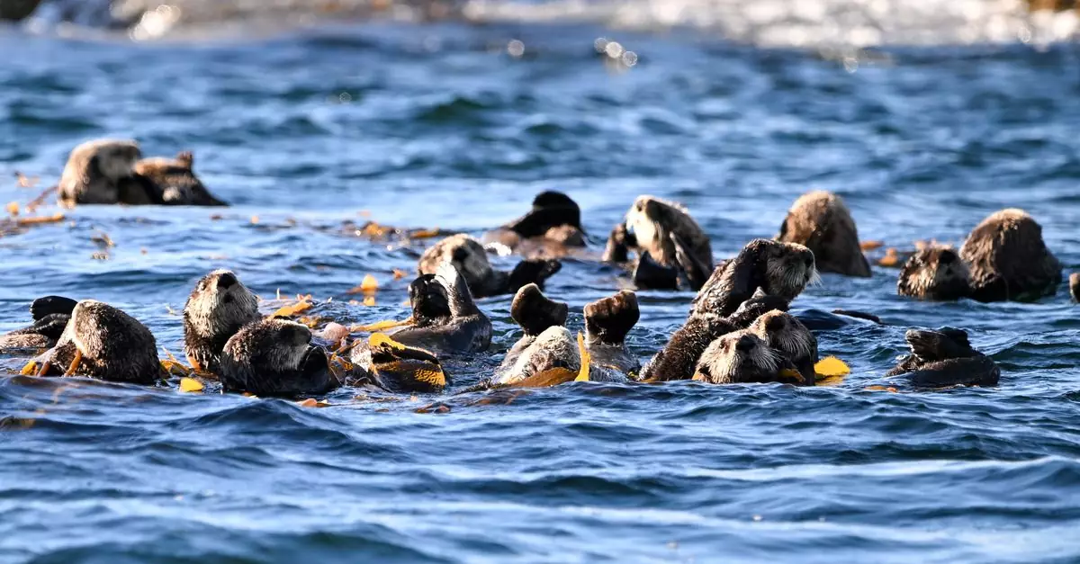 A group of sea otters floating among kelp in the Pacific Ocean off Sitka, Alaska.