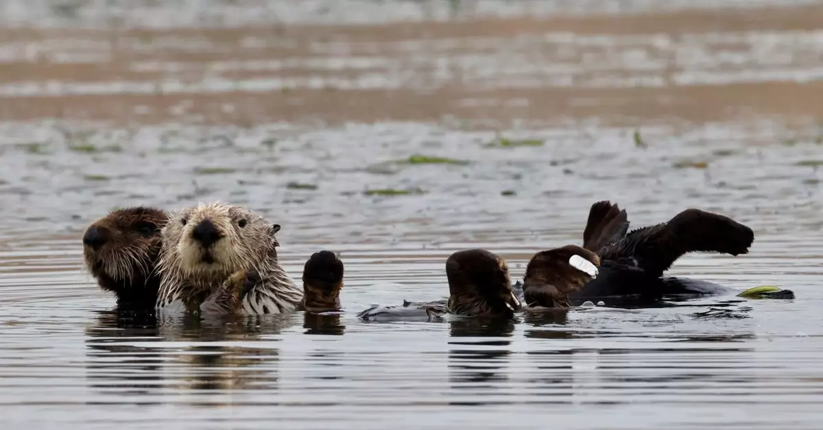 Sea otters floating playfully in the coastal waters of California.