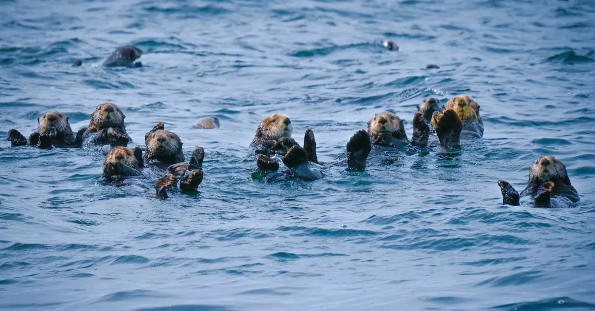 A group of sea otters floating on the water surface in Tofino, BC, Canada.