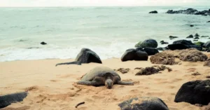 A sea turtle rests on the sand in Hawaiian Beaches, showcasing nature's tranquility.