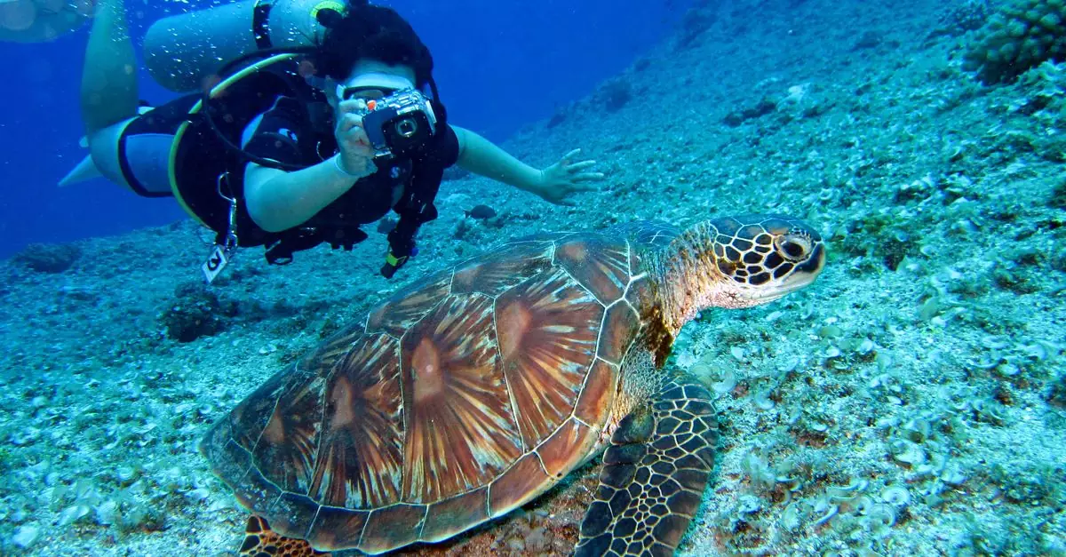 Scuba diver captures a close-up shot of a sea turtle in its natural habitat.