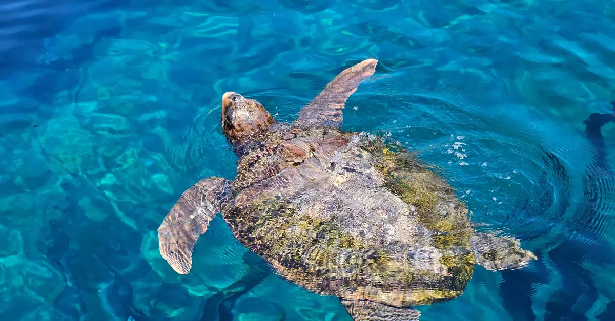 A sea turtle gracefully swims in vibrant blue ocean waters, showcasing marine life.