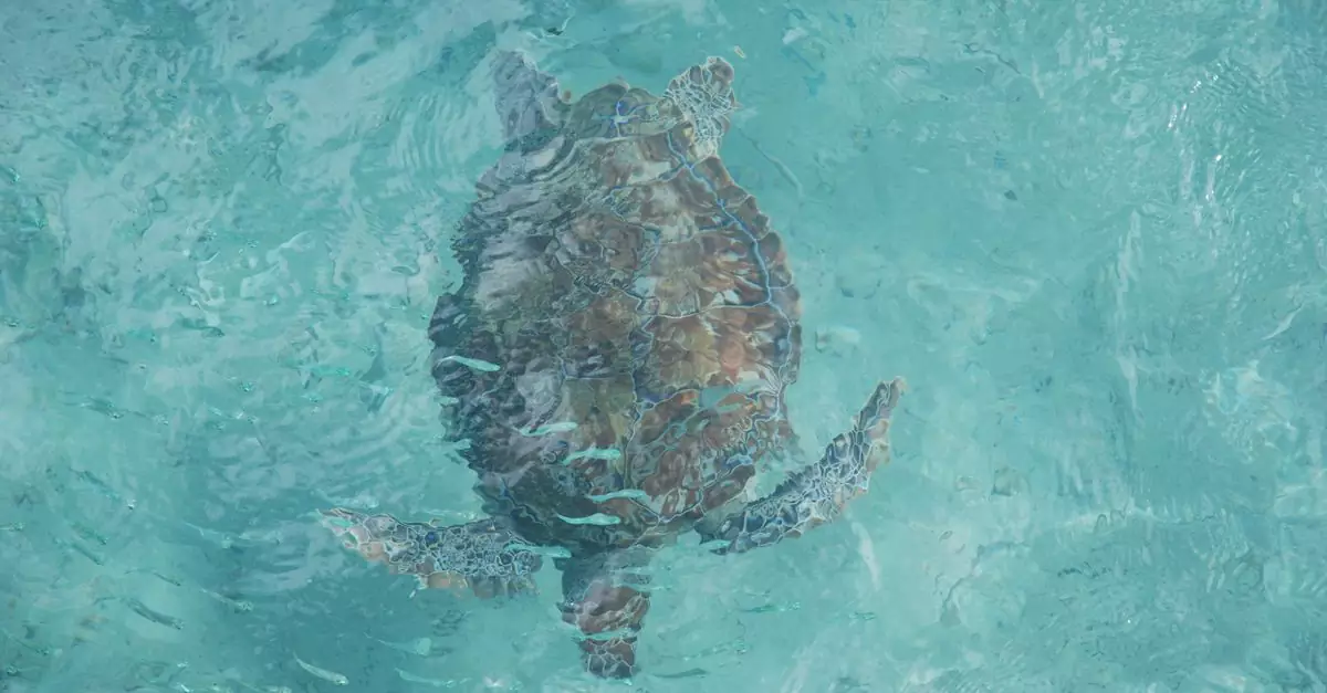 Top view of a sea turtle swimming in the clear, bright blue waters of Curaçao.