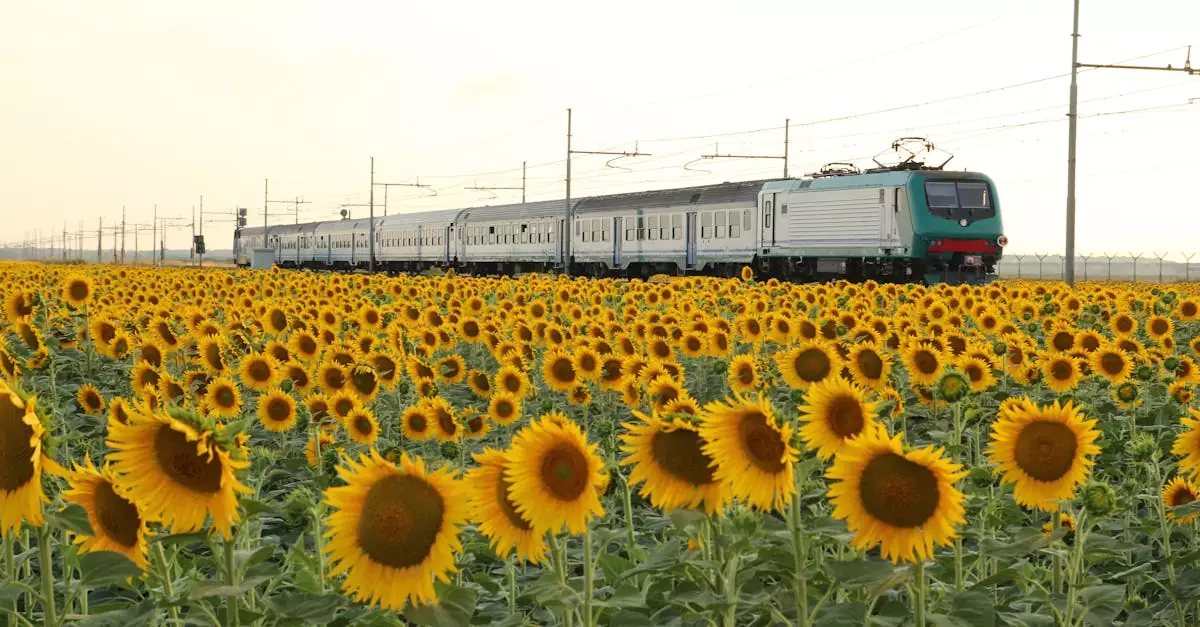 A train moves through a bright field of blooming sunflowers, capturing the summer vibe.