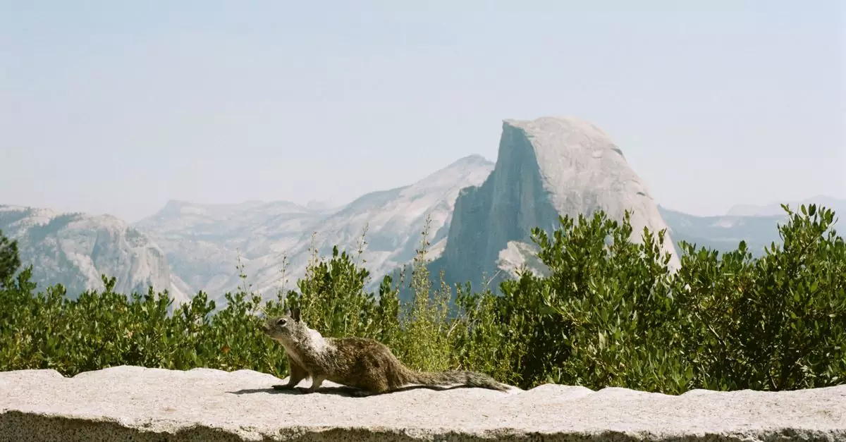 A ground squirrel on a rock with Yosemite's Half Dome in the background, showcasing natural wildlife and iconic scenery.