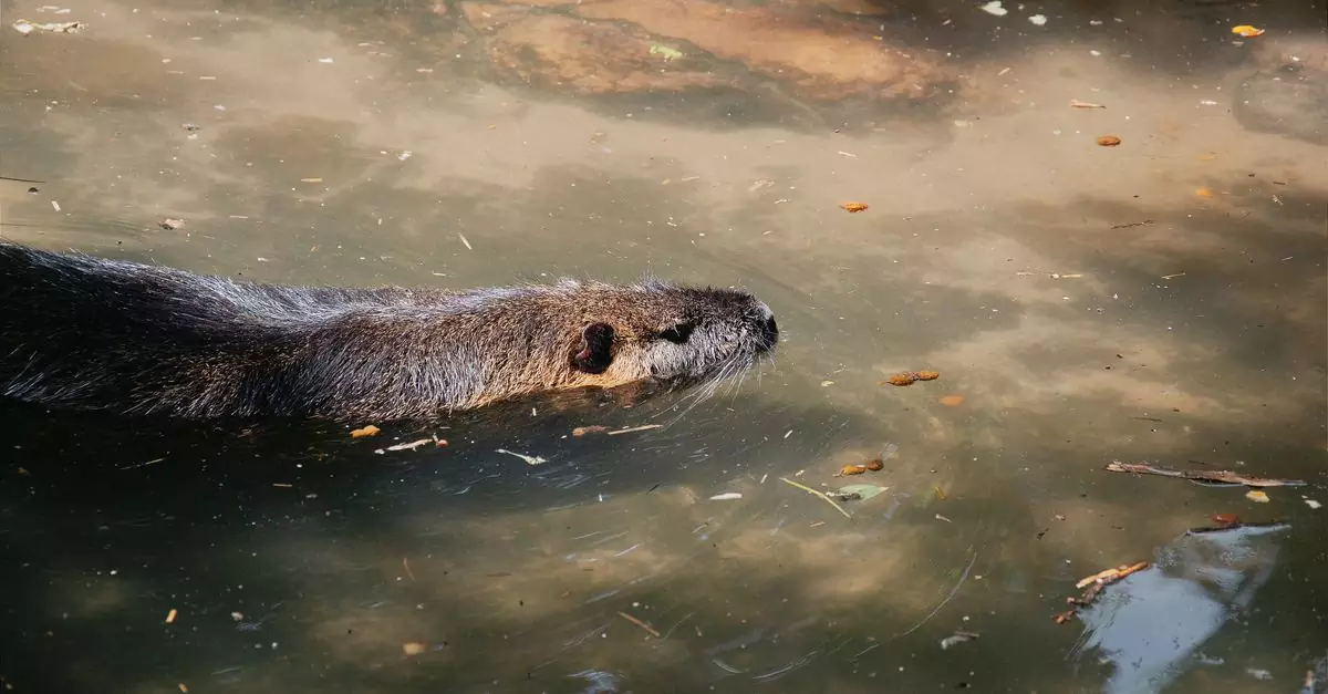 An otter gracefully swims through sunlit waters, leaves floating gently around.