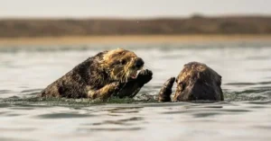 Two sea otters playing in calm coastal waters on a clear day.