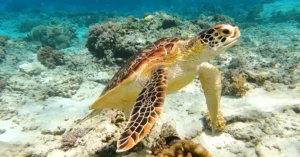 A captivating image of a sea turtle gracefully swimming in a vibrant coral reef underwater.
