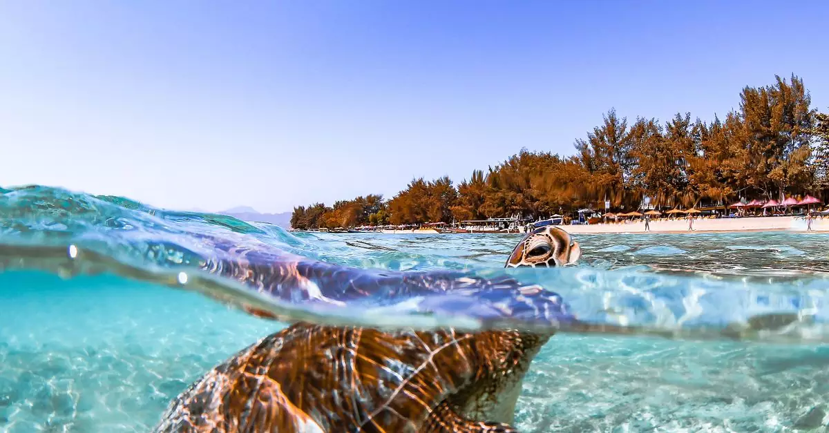 A stunning underwater shot of a sea turtle swimming near the beach in West Nusa Tenggara, Indonesia.
