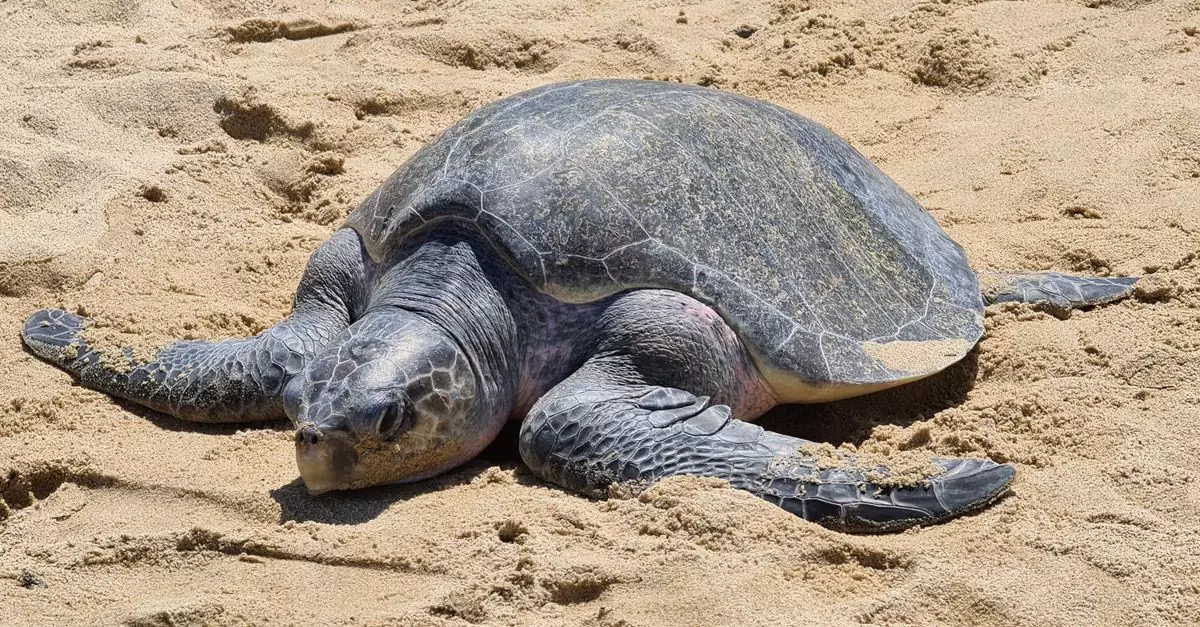 Close-up of an Olive Ridley sea turtle resting on the golden sands of a Mexican beach.