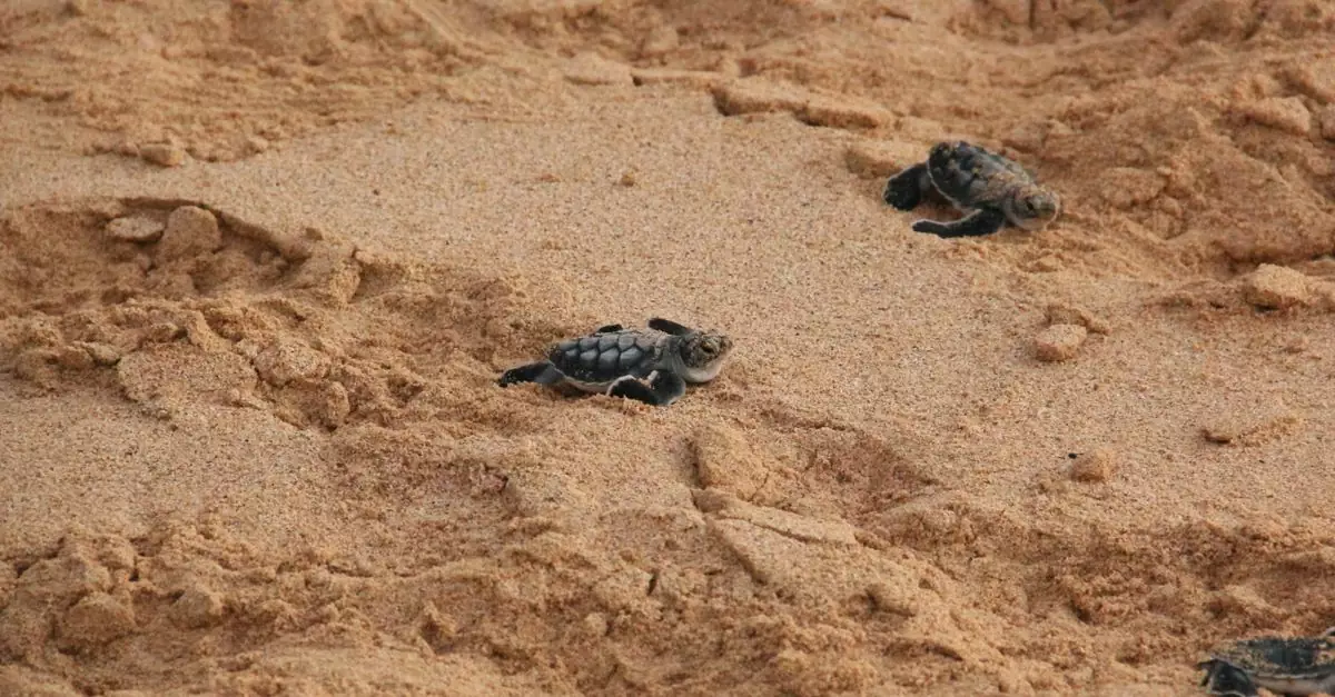 Cute baby sea turtles crawl on a sandy beach, starting their ocean journey.