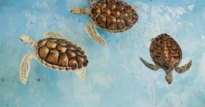 Three sea turtles swimming in clear blue waters of Venezuela, showcasing unique shell patterns.