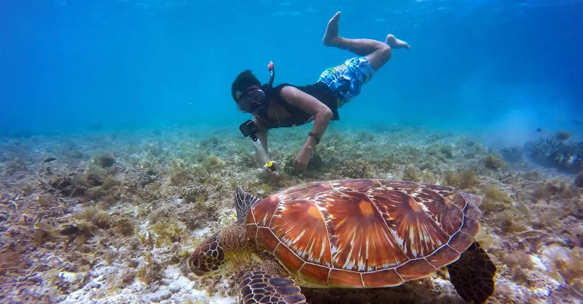 Diver and sea turtle exploring vibrant coral reef in tropical waters.