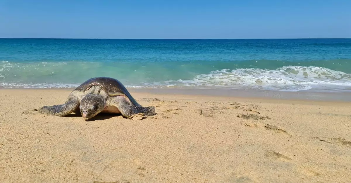 A sea turtle relaxing on a sandy beach in Michoacán, Mexico by the ocean.
