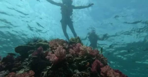 Two scuba divers exploring colorful coral reef, showcasing marine biodiversity and adventure.