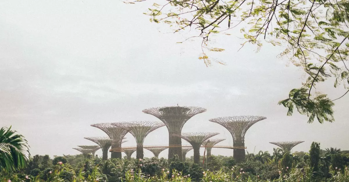 Explore the majestic Supertree Grove at Gardens by the Bay, a must-visit in Singapore.