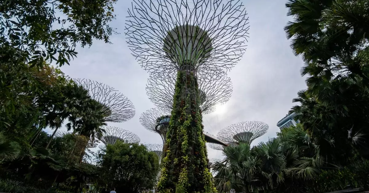 Majestic Supertree Grove in Singapore's Gardens by the Bay captured on a clear day.