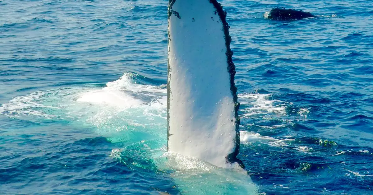 A magnificent humpback whale's tail surfaces in the ocean off Narooma, Australia, showcasing marine wildlife.