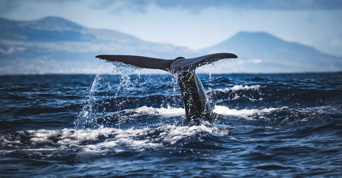 A stunning view of a whale tail gracefully emerging from the sea with a mountainous backdrop.