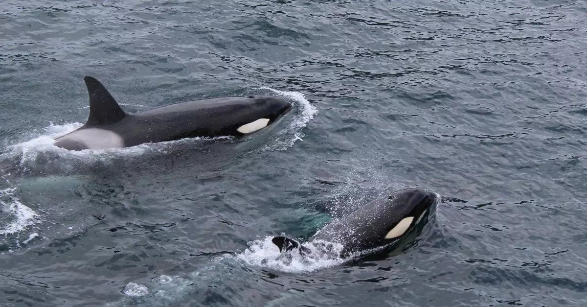 Two orcas gracefully swimming in the Pacific Ocean, Alaska.