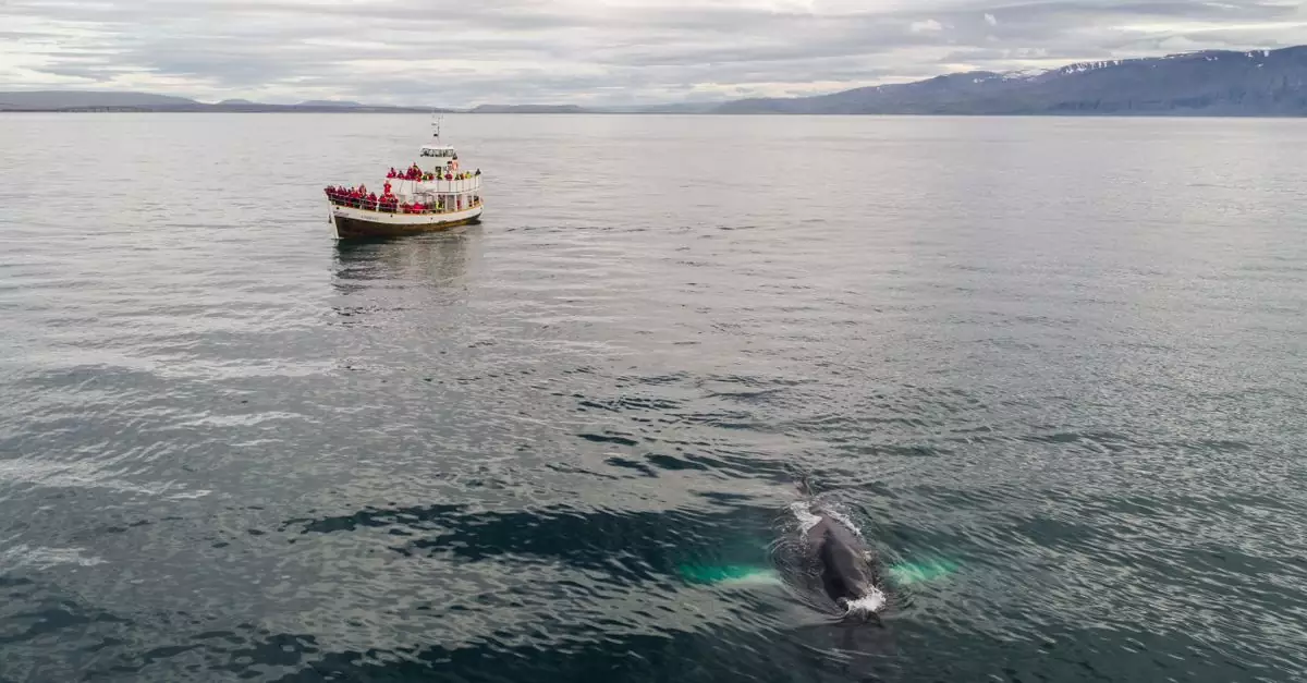 Traditional oak fishing boat with tourists floating in sea during whale watching tour in Iceland