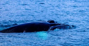 A magnificent whale surfaces in the blue ocean, showcasing its graceful form amidst the waves.