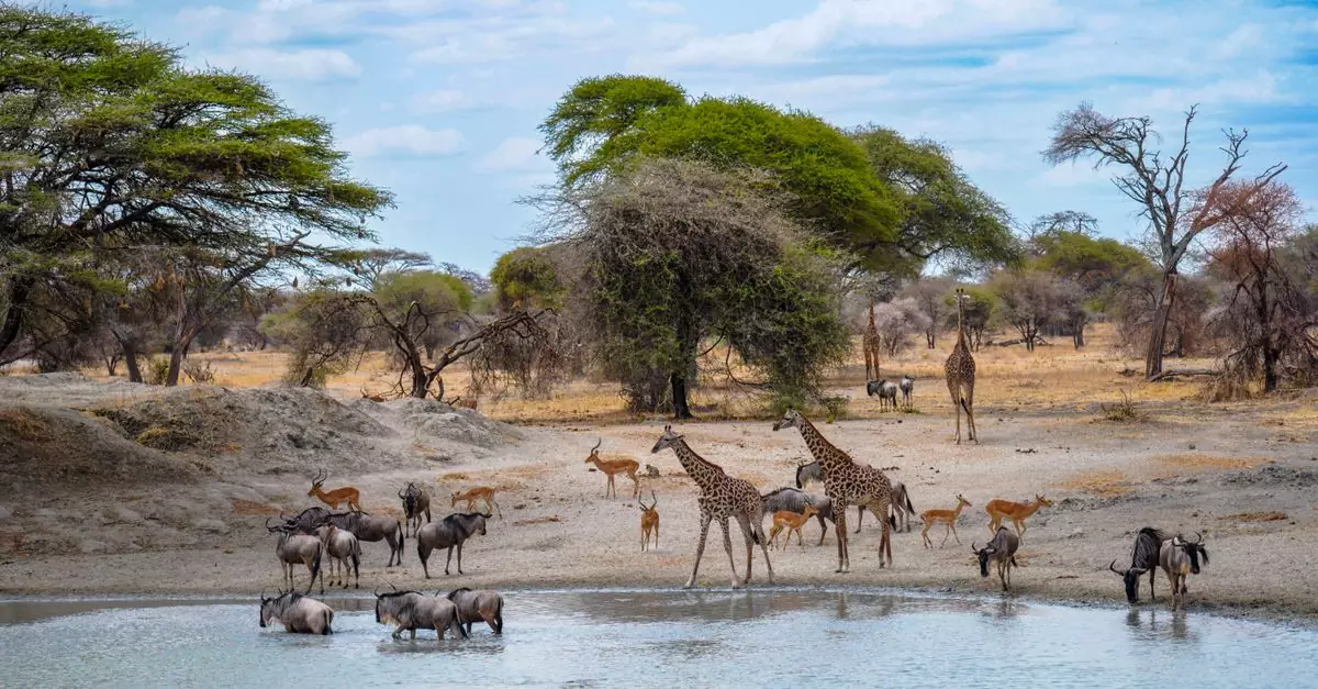 Giraffes, wildebeest, and antelopes gather at a waterhole on the African savanna.