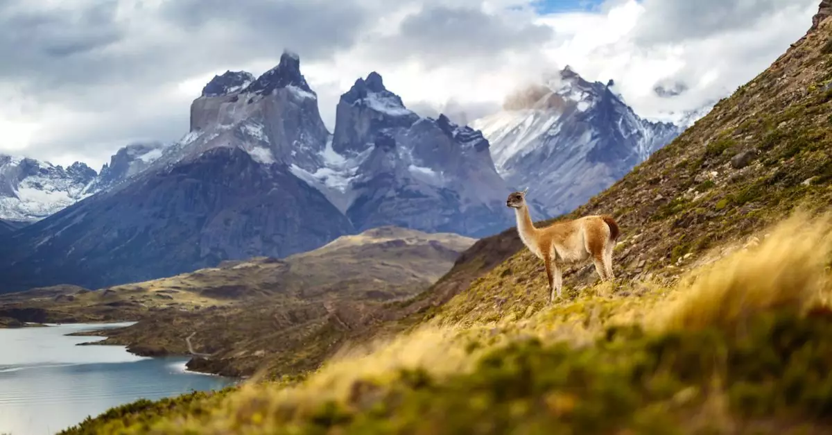 Guanaco standing against the stunning Andes backdrop in Torres del Paine, Chile.