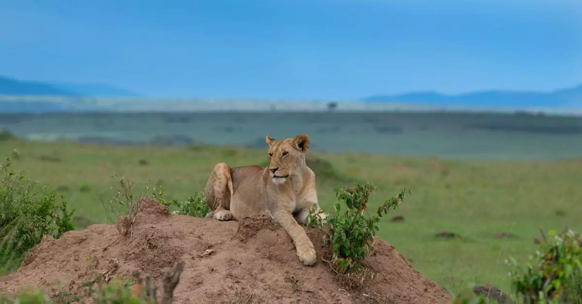 A serene lioness rests on a mound in the open savannah of Nairobi, Kenya.