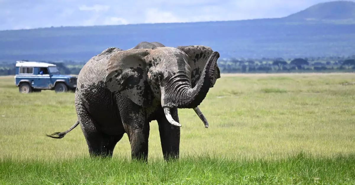 African elephant stands on the savannah with a safari vehicle in the background.