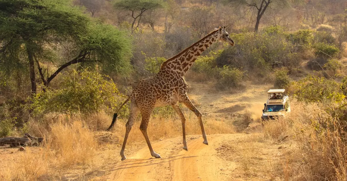 A giraffe crosses a dirt road in an African safari setting with a vehicle nearby.