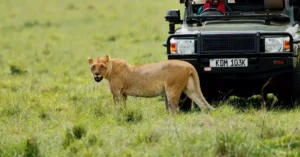 Lioness near a safari vehicle in Maasai Mara, Kenya, showcasing wildlife tourism.